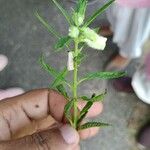 Sesamum indicum Λουλούδι