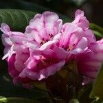 Rhododendron hodgsonii Fleur