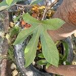 Cecropia albicans Liść