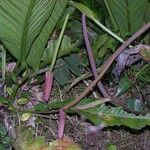Anthurium ramonense Otro