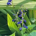 Salvia cacaliifolia Кветка