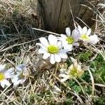 Callianthemum kernerianum Flower