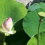 Nelumbo nucifera Frucht