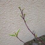 Cornus alba 葉