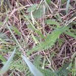 Achillea millefolium Ліст
