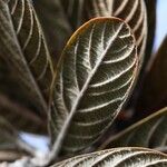 Pleioluma sebertii Leaf