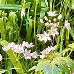 Allium neapolitanum Floro