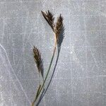 Carex frigida Mbuma