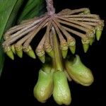 Marcgravia nepenthoides Fruit