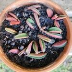 Peperomia graveolensList