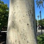 Corymbia citriodora Bark