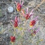 Thymus longiflorus Flower