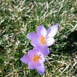 Crocus imperati Blüte