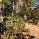 Pinus canariensis List