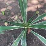 Furcraea selloana Folha