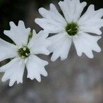 Heliosperma pusillum Flower