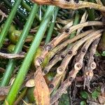 Cycas rumphii Fruit