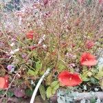 Diascia rigescensFlors