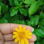 Sphagneticola trilobata Flower