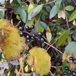 Ligustrum vulgare Fruit