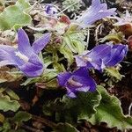 Campanula orphanidea Flor
