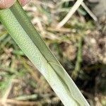 Carex riparia Liść