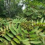 Sorbus americana Vaisius