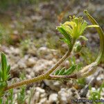 Tropidocarpum gracile عادت