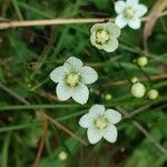 Parnassia palustrisKvet