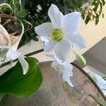Urceolina × grandiflora Λουλούδι
