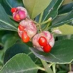 Euonymus japonicus Fruit