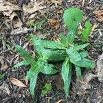 Carex platyphylla Levél