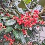 Ilex cornuta Frucht