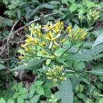 Senecio ovatus Flower