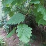 Holodiscus discolor Feuille