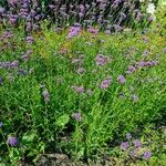 Verbena bonariensis عادت