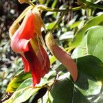 Kennedia rubicunda Flower