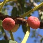 Ficus salicifolia Φρούτο