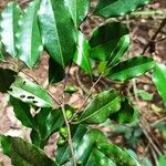 Diospyros abyssinica List