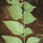 Nyctanthes arbor-tristis Feuille