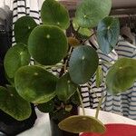 Pilea peperomioidesFoglia