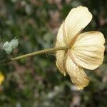 Kallstroemia grandiflora Çiçek