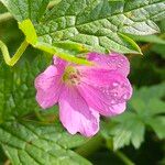 Geranium endressii Õis