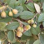 Cotoneaster franchetii Fruit