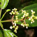 Miconia ciliata Blatt