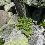 Cryptogramma crispa Habitat