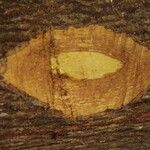 Terminalia ivorensis Kabuk