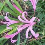 Nerine undulataফুল