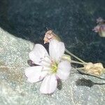 Gypsophila repens Blomst