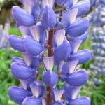 Lupinus polyphyllus Fleur